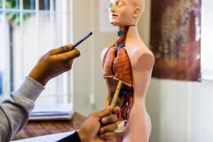 Anatomy model